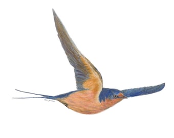 Ladusvala färgad blyertsfågelteckning (digital nedladdning)