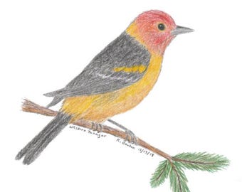 Västlig tanager med färgpenna och fågelkonst (digital nedladdning)