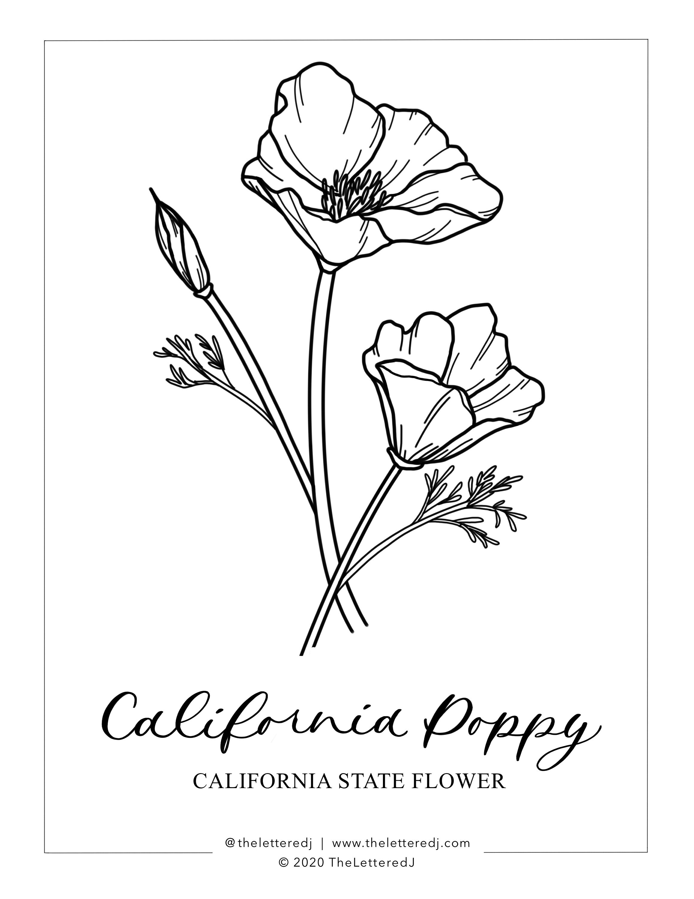 Golden Poppy Coloring Page