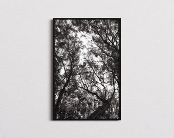 Minimalist Trees Photography Print - Black and White Fine Art