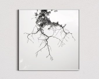 Fotografía de árbol zen impresa - Arte de la naturaleza en blanco y negro