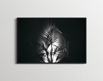 Kentia Palm Czarno-biały wydruk fotograficzny – film 35 mm