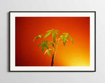 Pachira Aquatica Print – Money Tree Fine Art Photography