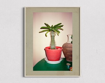 Wydruk artystyczny fotografii kaktusa – film 35 mm, „Houseplant Extraordinaire”