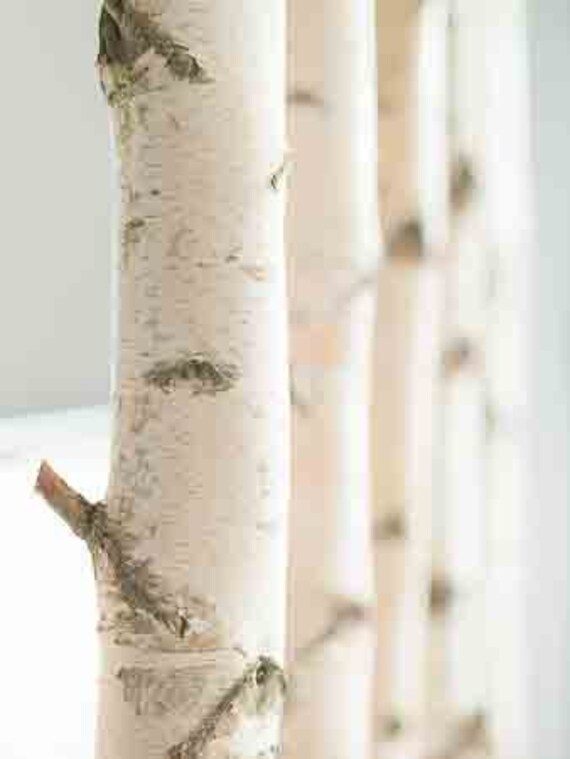 Birkenstamm Bis 3 Meter Durchmesser 5 Cm Bis 10 Cm Etsy