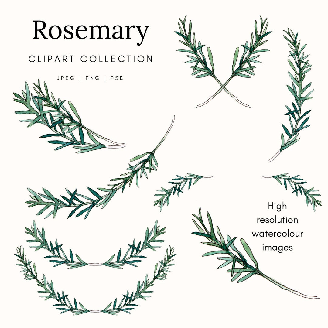 Rosemary Herb Clipart Illustration Wreath Frame Logo. - Etsy UK
