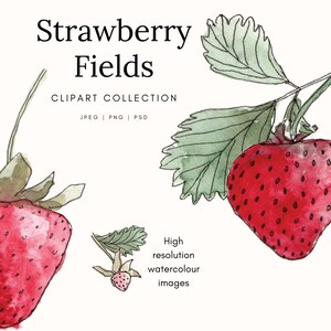 Champs de fraises - Illustrations clipart - Peint à la main - Aquarelle