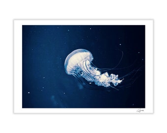 Cartolina di meduse, cartolina fotografica reale, cartolina 4x6