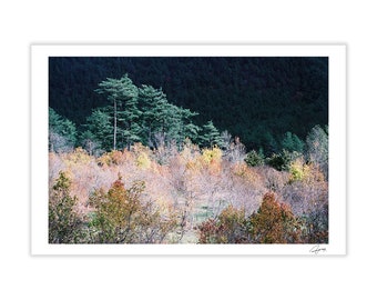 Nature Postcard, Real Photo Postcard, 4x6 Postcard