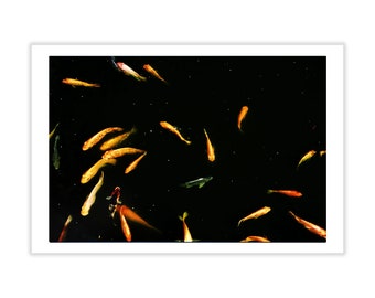 Swimming Koi Fish Photography Postcard