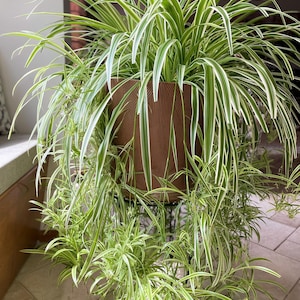 May include: A lush spider plant in a brown pot, showcasing long, variegated green and white leaves. The plant is suspended on a decorative black metal stand, creating a striking visual display. The plant's cascading foliage adds a natural touch to any indoor space.
