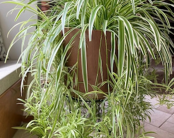 Reverse Variegated Spider Plant Cuttings: Easy-Care Tropical Houseplant