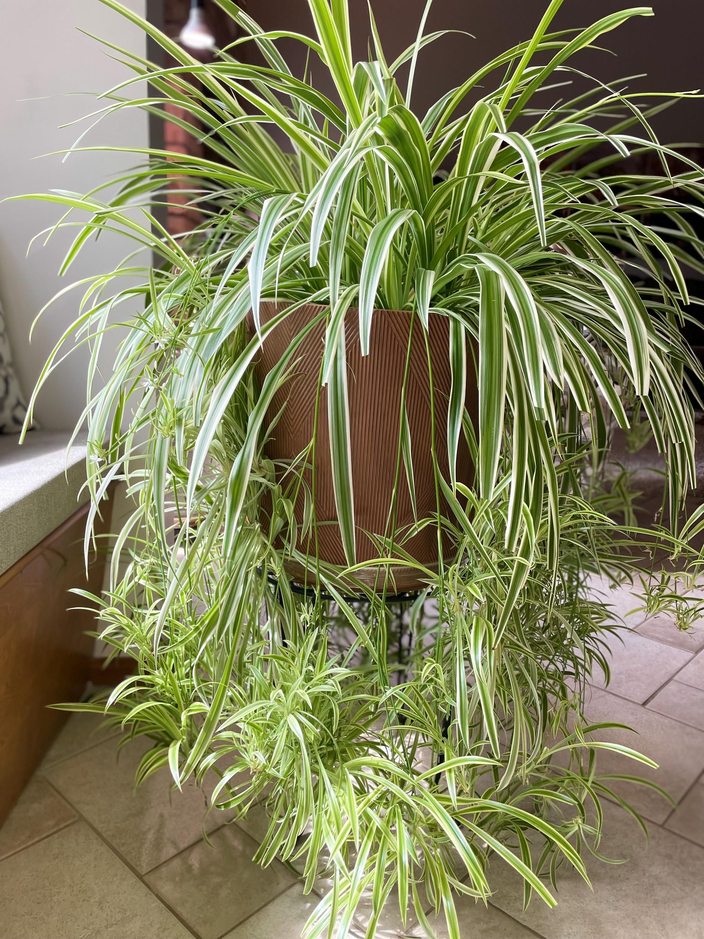 Reverse Variegated Spider Plant Cuttings: Easy-care Tropical Houseplant -  Etsy
