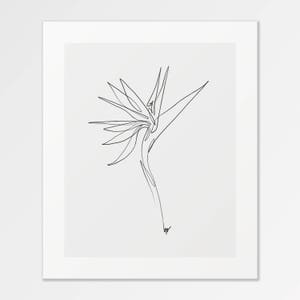 Bird of Paradise - Fine Art Print of One Single Line Illustration