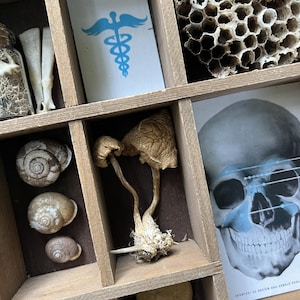Earthly Treasures: Shadowbox Curio with Natural Wonders