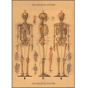 Skeletal System Cavallini High Quality Poster – The Skeletal System - Vintage Wall Print - Choose from Multiple Designs!