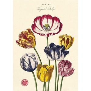 Cavallini High Quality Poster – Tulipa - Vintage Wall Print - Choose Multiple Designs!