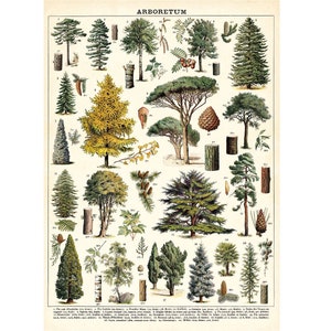 Arboretum Trees Cavallini Quality Vintage Poster – 50x70cm - 20x28" Large Poster - Wall Print