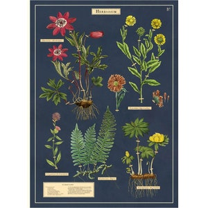 Póster de alta calidad del Herbarium Cavallini: estilo vintage, impresión de pared de archivo: ¡elija entre varios diseños!