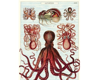 Cavallini Poster – Octopods - Vintage Wall Print - Choose from Multiple Designs!