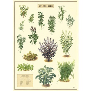 Hochwertiges Cavallini Poster - Küchenkräuter - Vintage Wanddruck - Wähle aus mehreren Designs!