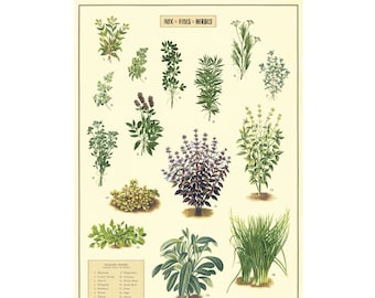 Cavallini Poster – Kitchen Herbs - Vintage Wall Print - Choose from Multiple Designs!