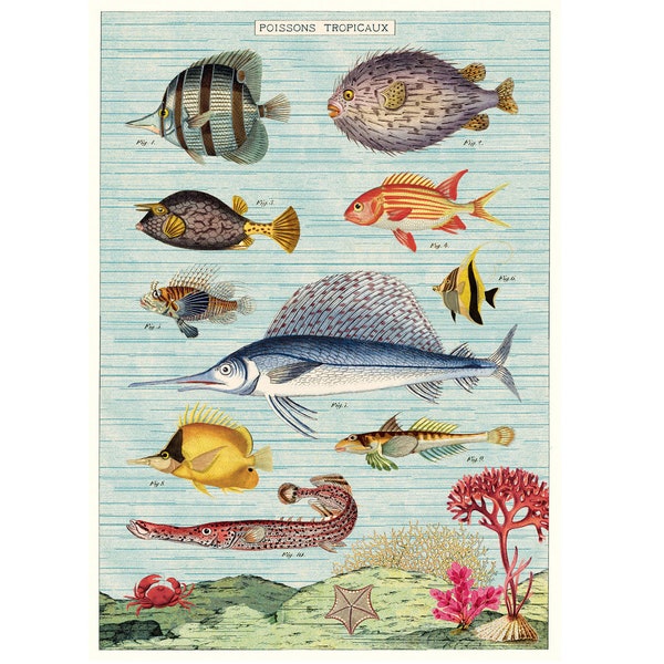 Cavallini Poster – Tropical Fish - Vintage Wall Print - Choose from Multiple Designs!