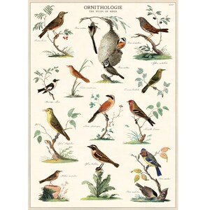 Cavallini High Quality Poster – Ornithologie (Study of Birds) - Vintage Wall Print - Choose from Multiple Designs!