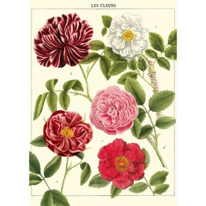 Cavallini Poster – Les Fleurs - 50x70cm - 20x28" Large Poster - Vintage Wall Print - Choose from over 80 designs!