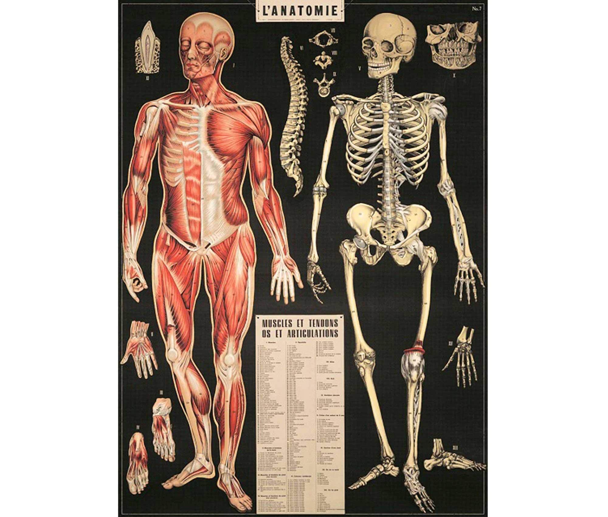 Skeletal System Cavallini High Quality Poster – the Skeletal System ...
