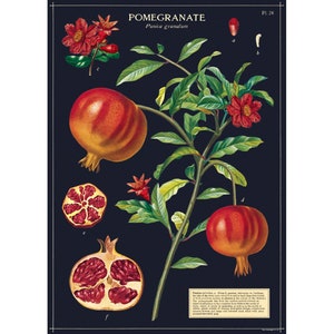 Pomegranate Poster Cavallini