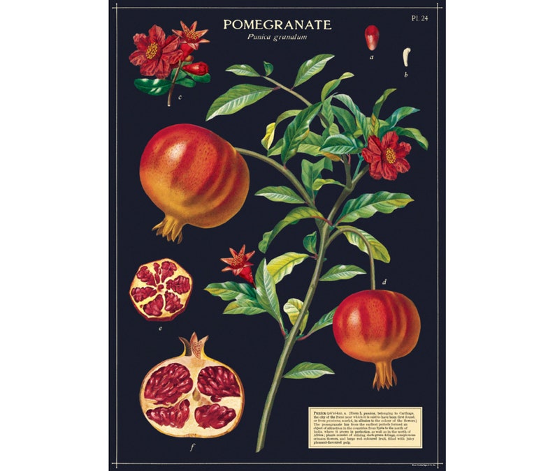 Pomegranate Poster Cavallini