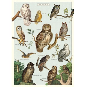 Hoge kwaliteit Cavallini-poster – uilenkaart II – vintage muurafdruk – kies uit meerdere ontwerpen!