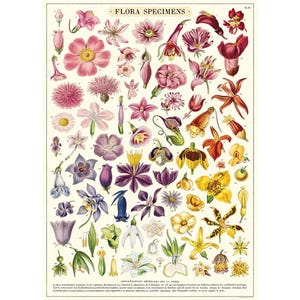 May include: A vintage botanical print labelled "FLORA SPECIMENS" displaying a detailed illustration of various flowers. The print showcases a variety of colourful blooms, including pink, purple, yellow, and white flowers, arranged in a grid-like pattern. The background is cream-coloured.