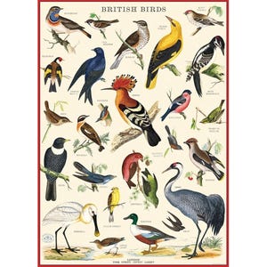 May include: A vintage-style poster titled "British Birds" featuring illustrations of various bird species. The poster has a cream-colored background with a red border. Each bird is labeled with its common name, showcasing a variety of colors and patterns.