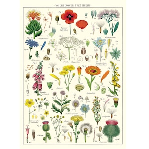Wildflowers Poster, Vintage Cavallini Various Flowers Print