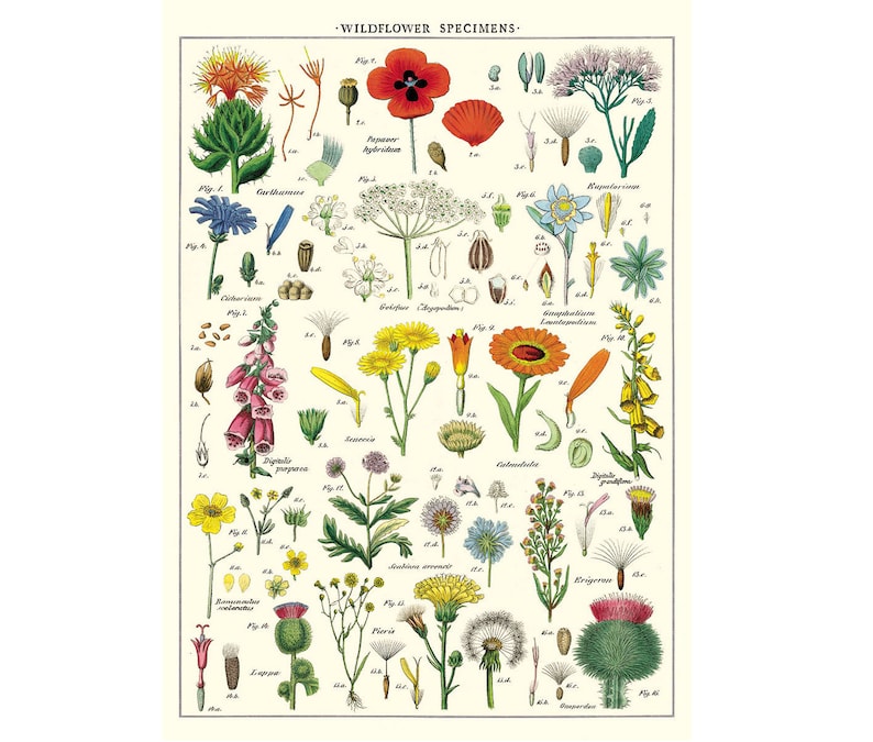 Wildflowers Poster, Vintage Cavallini Various Flowers Print