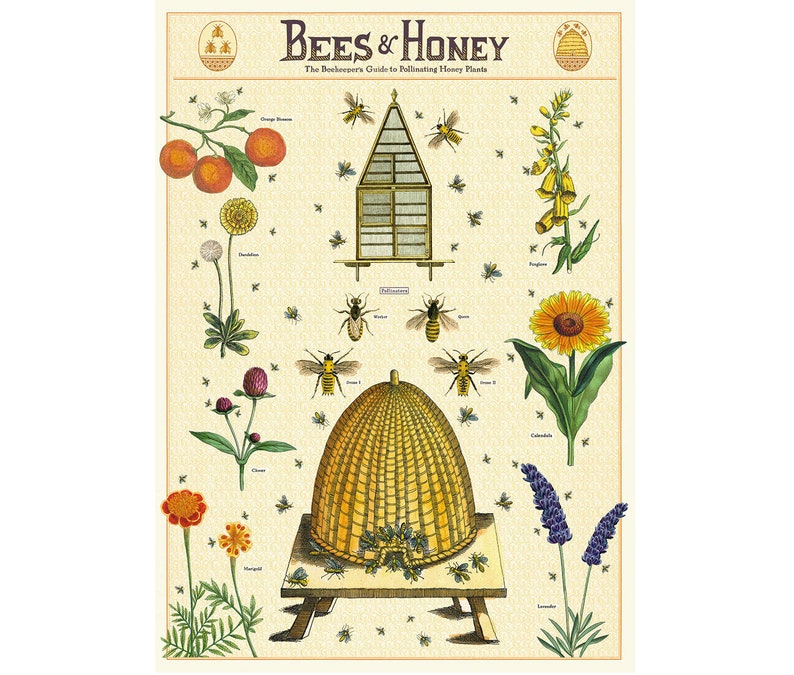 Bees and Honey Poster, Vintage Cavallini Various Honey related items Print
