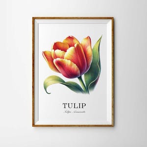 Tulip Flower Art Print | Hand Drawn Floral Print | Tulip Print | Tulipa Acuminata Poster