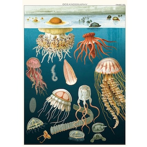 Póster de alta calidad de Cavallini: Medusas. Impresión de pared vintage. ¡Elija entre varios diseños!