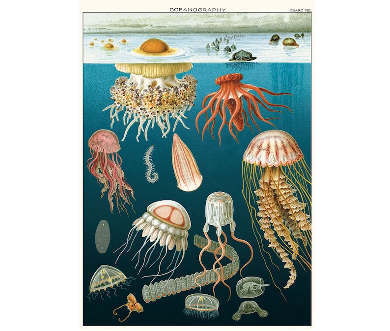 Jellyfish Poster, Vintage Cavallini Various Sea Animals Print