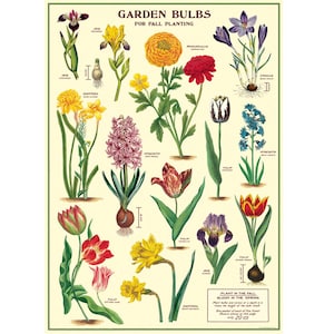 Garden Bulbs Poster, Vintage Cavallini Various Flowers Print