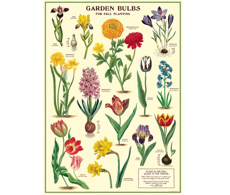 Garden Bulbs Poster, Vintage Cavallini Various Flowers Print