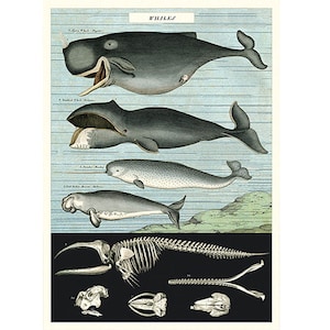 Whales Cavallini Vintage Poster – Whales Chart - Vintage Wall Print - Choose Multiple Designs!