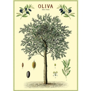 May include: A vintage botanical illustration of an olive tree, with the text "OLIVA Alberi d'Italia". The illustration shows the tree, leaves, flowers, and olives in various stages of development.