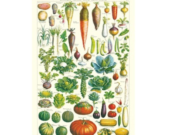 Vegetables Cavallini High Quality Poster – Le Jardin Vegetables - Vintage Wall Print - Choose Multiple Designs!