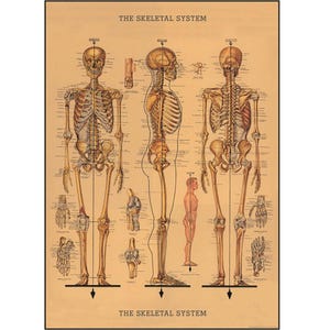 Cavallini The Human Skeleton colorful Poster in Vintage style. The human skeletal system