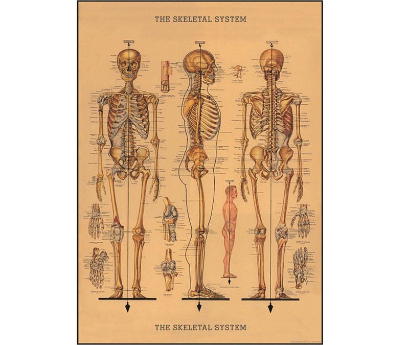 Cavallini The Human Skeleton colorful Poster in Vintage style. The human skeletal system