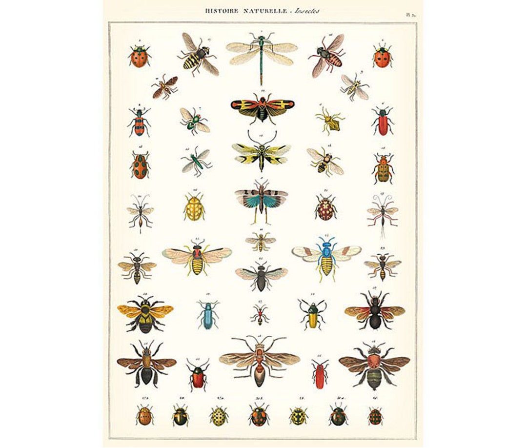 Insects Cavallini High Quality Poster – History Insects - Vintage Wall ...