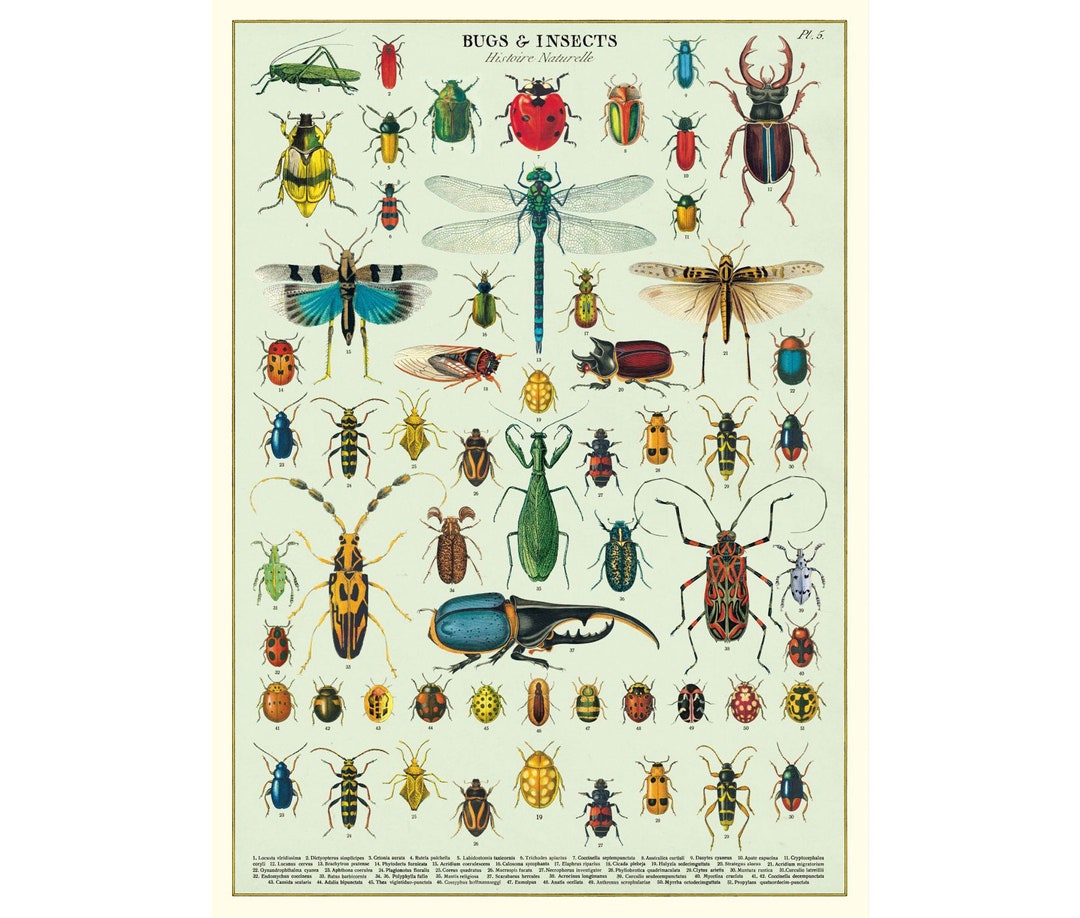 Cavallini Poster Bugs & Insects Vintage Wall Print Choose From Multiple ...